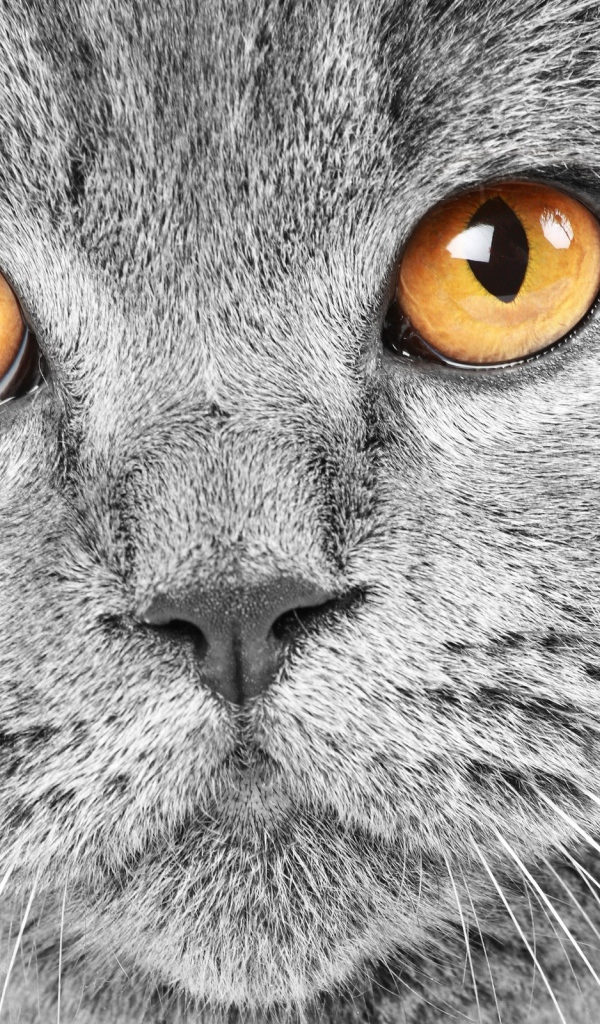 Красивый британский кот крупным планом