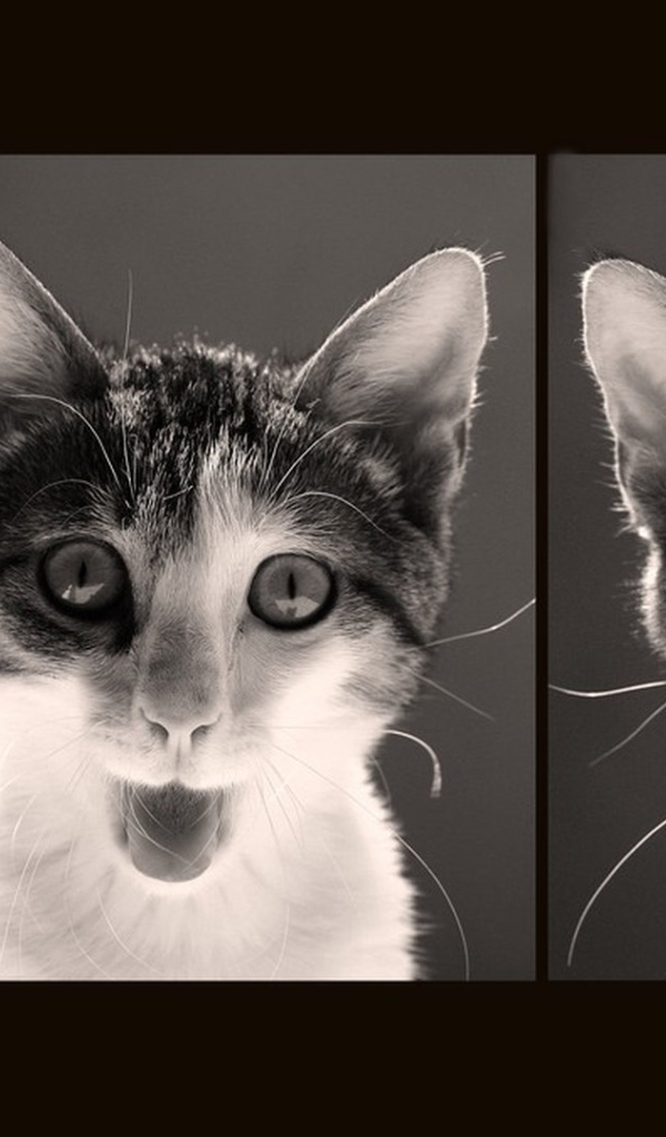 Красивый кот и его мимика