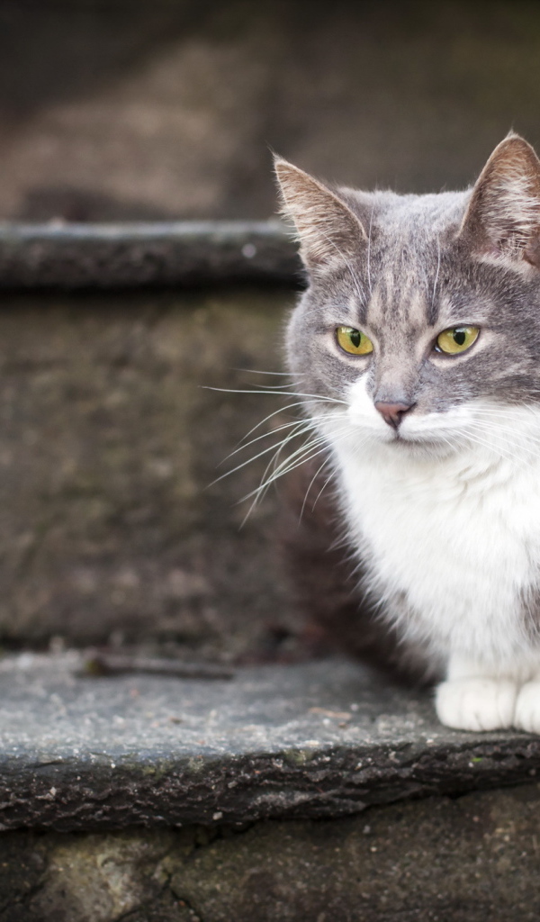 Красивый кот на ступеньках