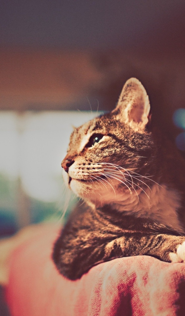 Красивый кот отдыхает