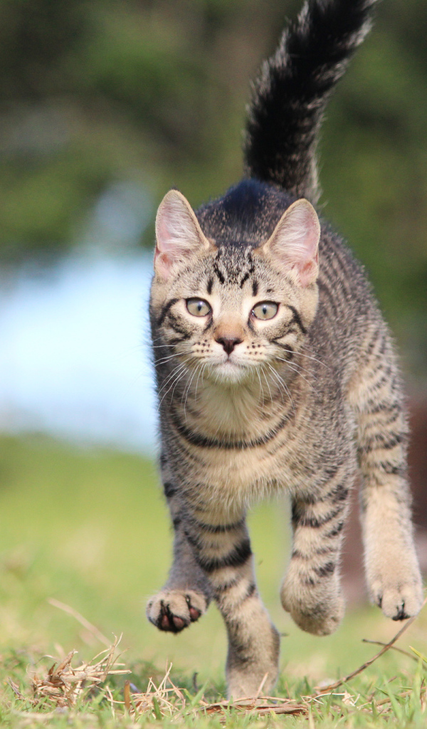 Красивый кот бежит к хозяину