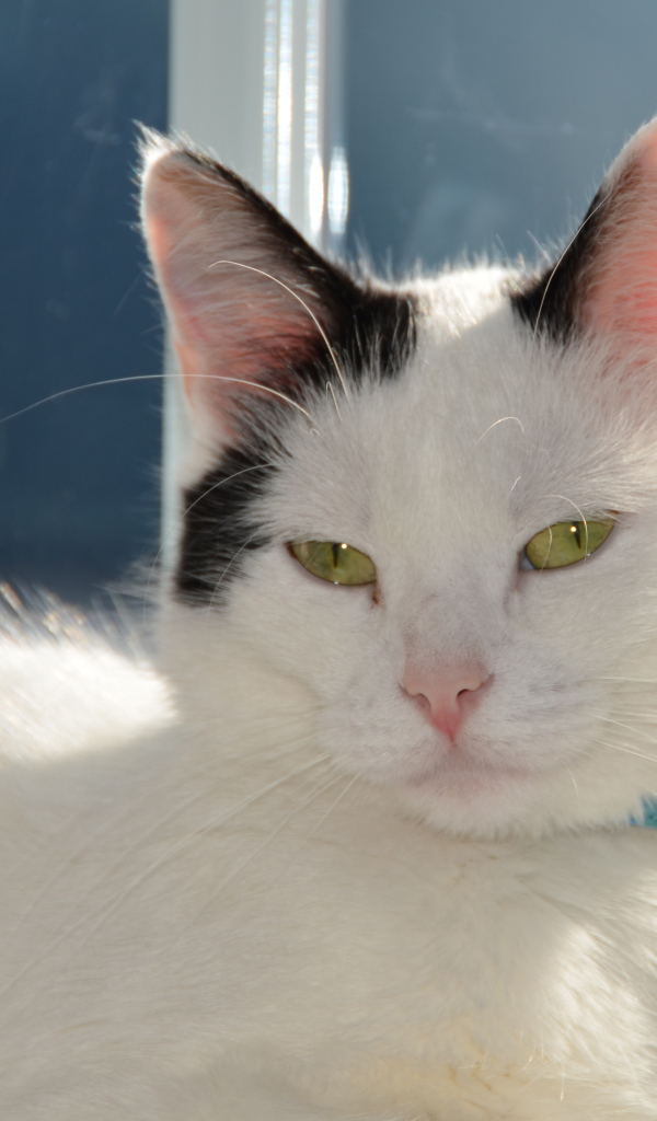 Красивый кот с голубым ошейником