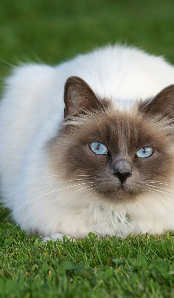 Красивый пушистый сиамский кот на траве