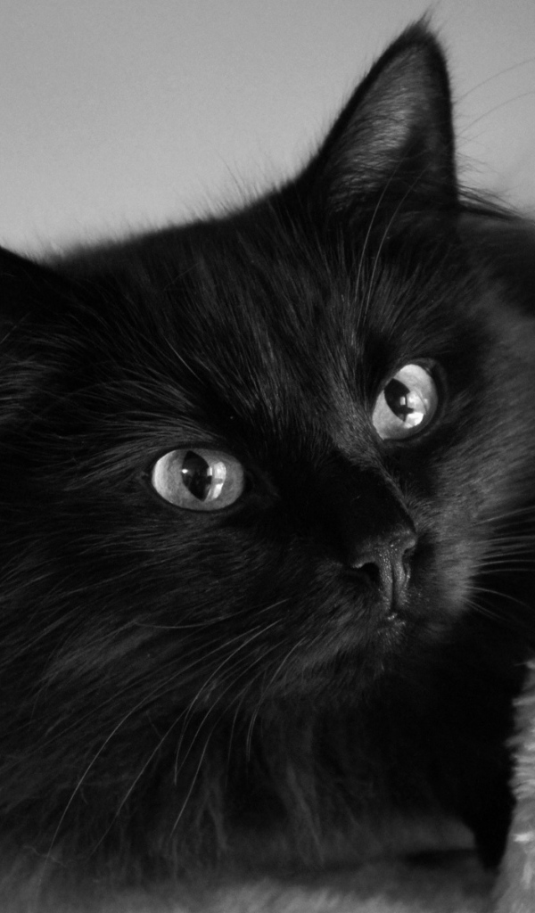 Пушистый красивый чёрный кот