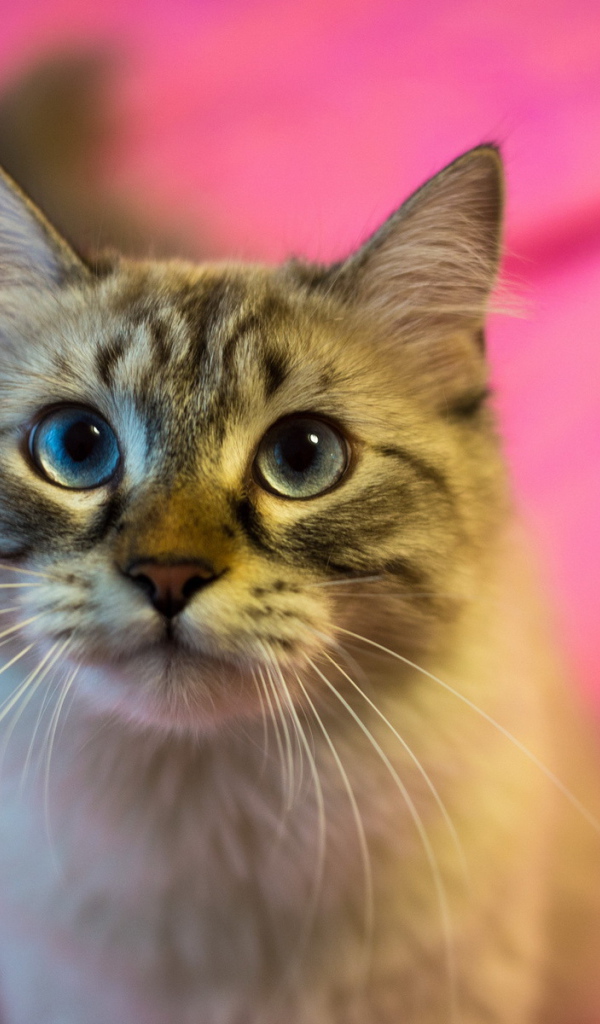 Красивый пушистый кот на розовом фоне