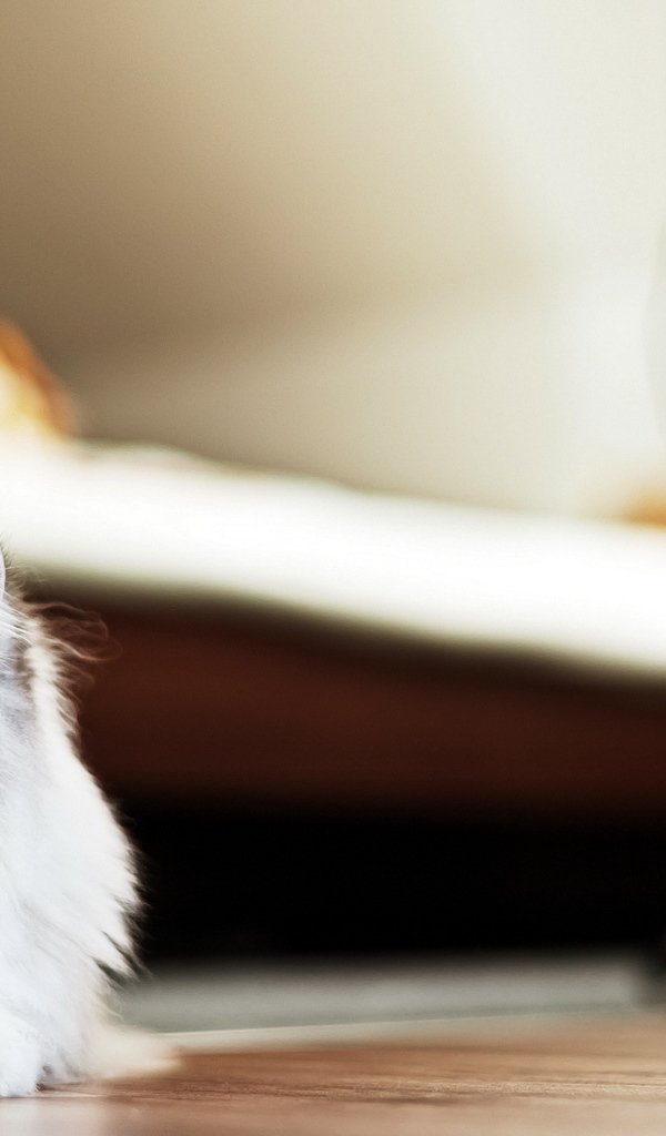 Пушистый красивый кот удивлённо смотрит