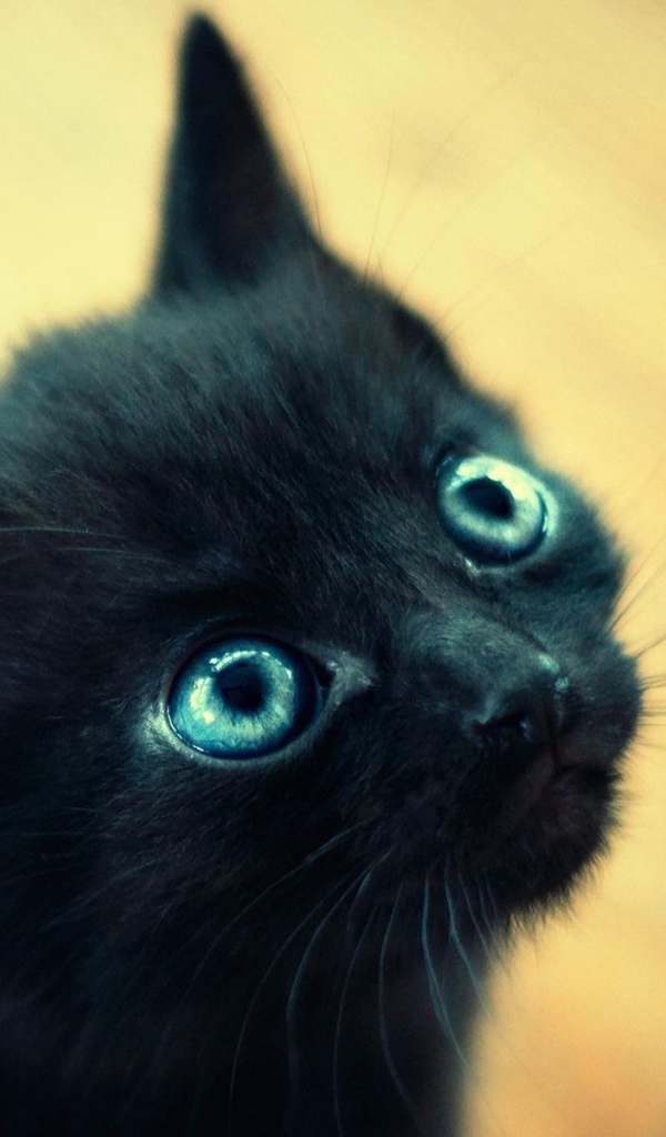 Красивый маленький чёрный кот с голубыми глазами