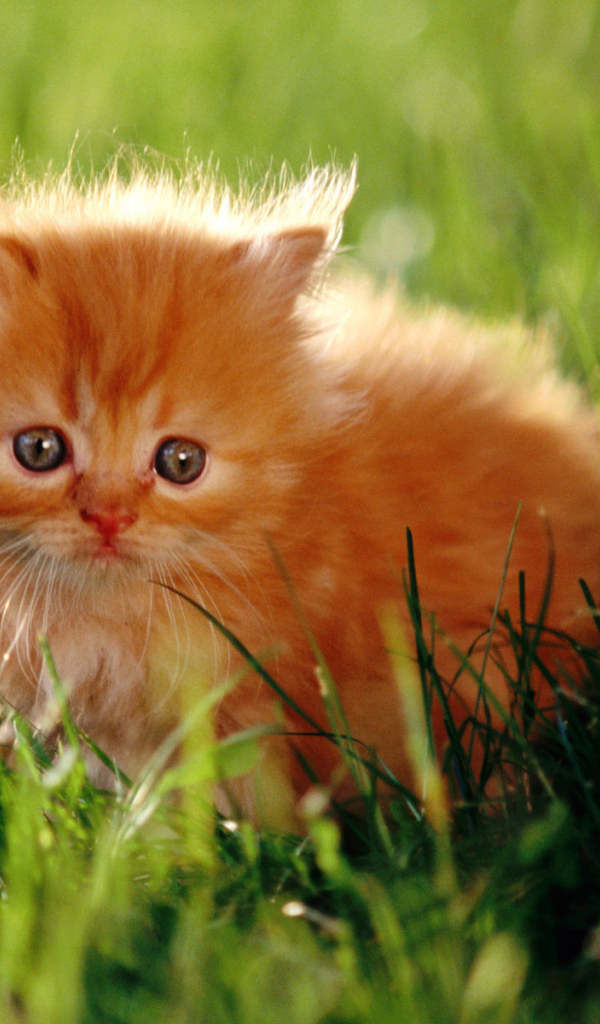 Красивый маленький рыжий кот на траве