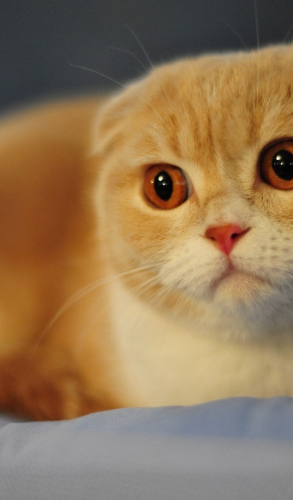 Красивый вислоухий рыжий кот