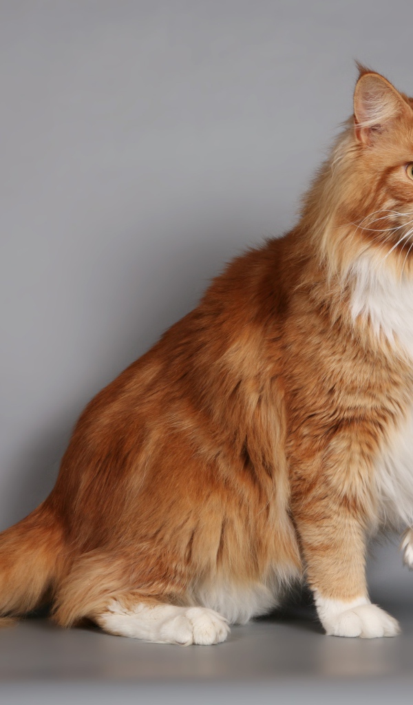 Красивый рыжий кот мейн-кун с белой грудкой