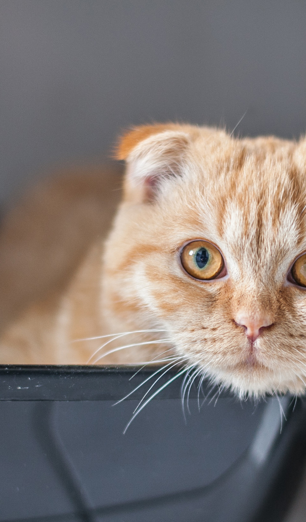 Рыжий красивый шотландский вислоухий кот