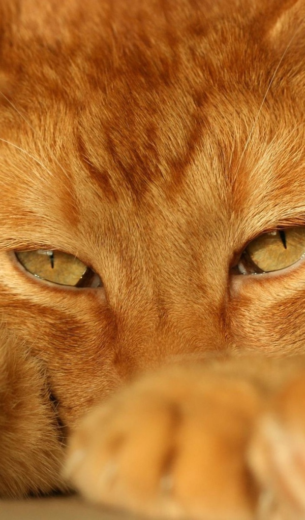 Beautiful red cat close-up