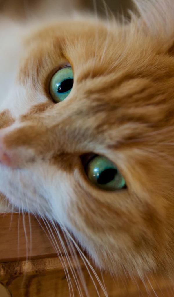 Красивый рыжий зеленоглазый кот мейн-кун крупным планом