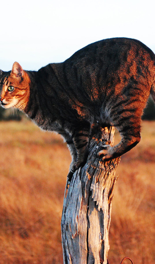 Красивый кот саванна