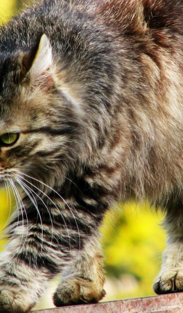 Красивый серьёзный сибирский кот