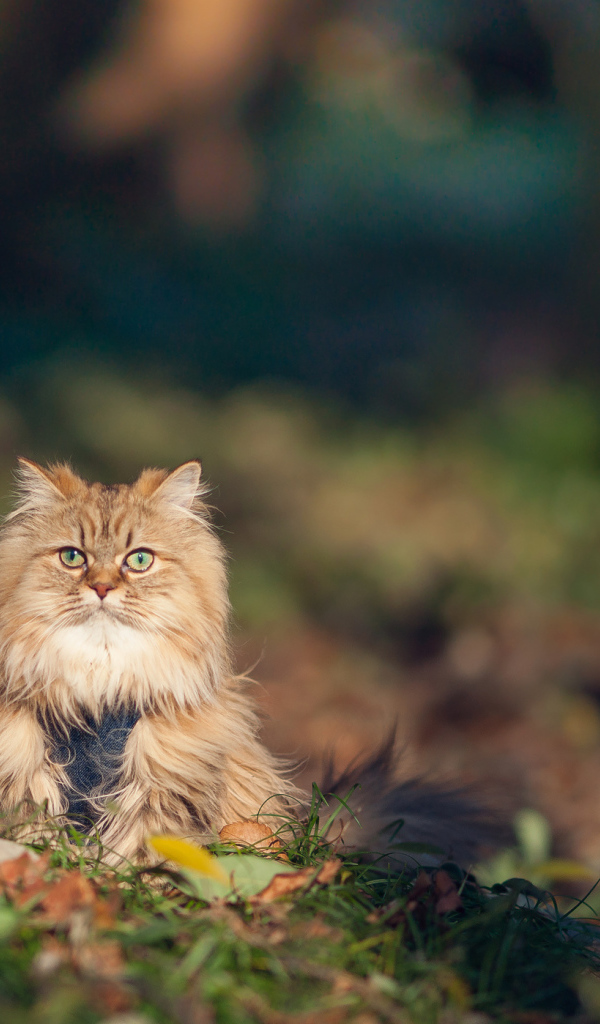 Красивый серьёзный кот в траве