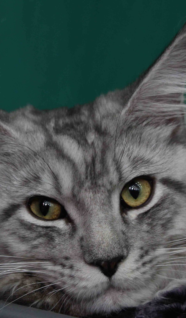 Серебристый красивый кот мейн-кун