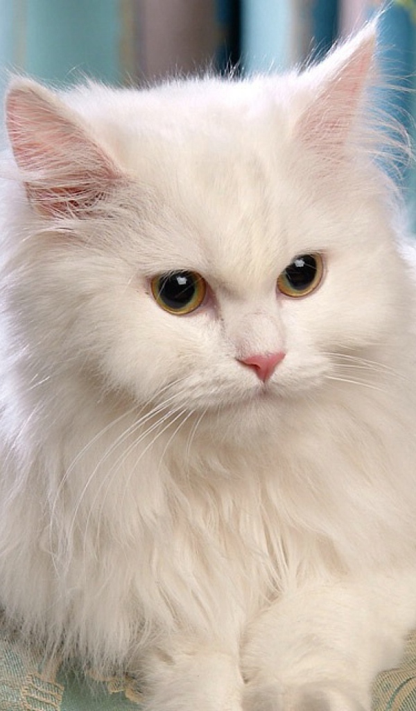 Красивый белый кот лежит на диване