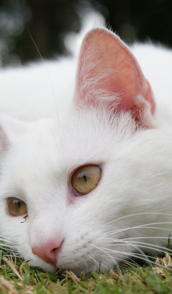 Красивый белый кот отдыхает на траве