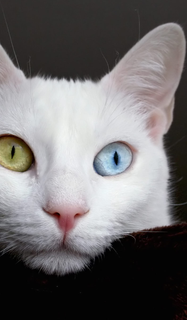 Красивый белый кот с разными глазами думает о вечном