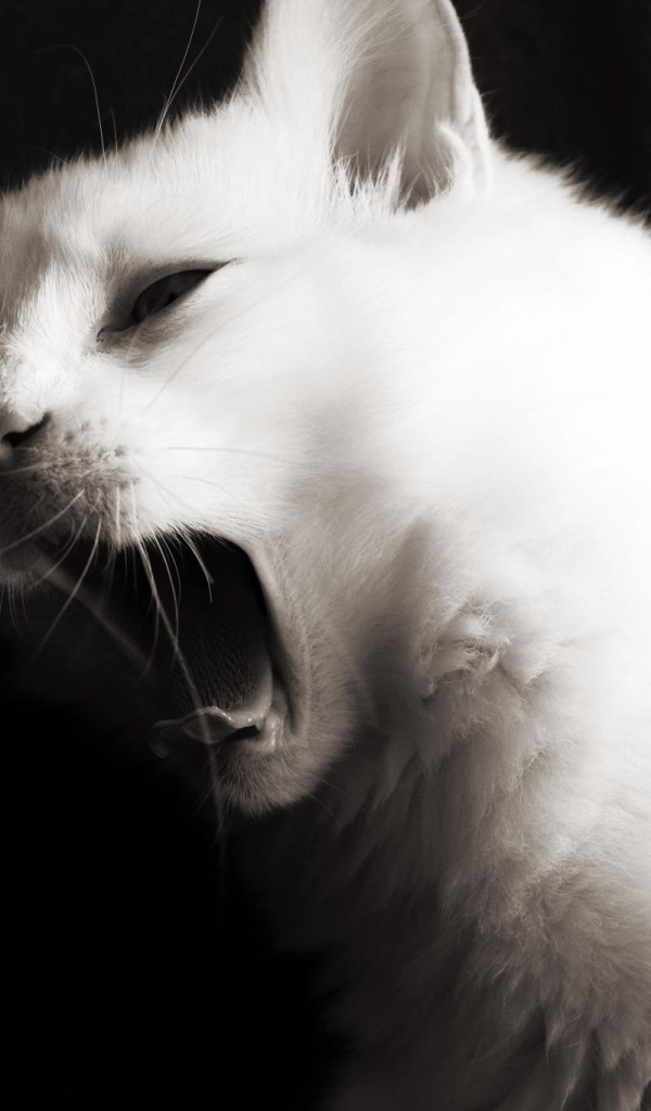 Красивый белый молодой кот зевает