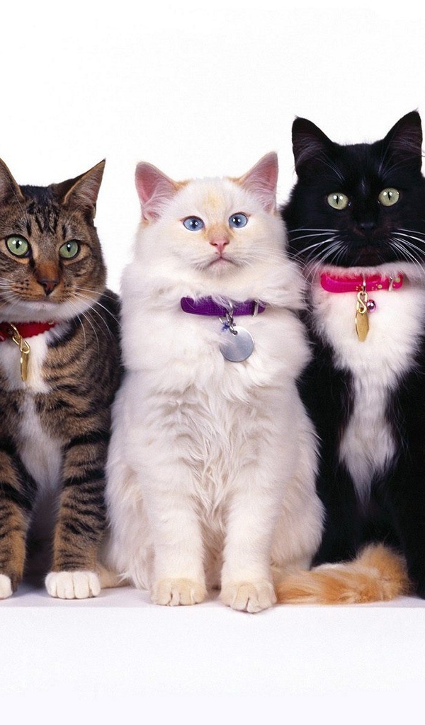 Конкурс красоты кошек