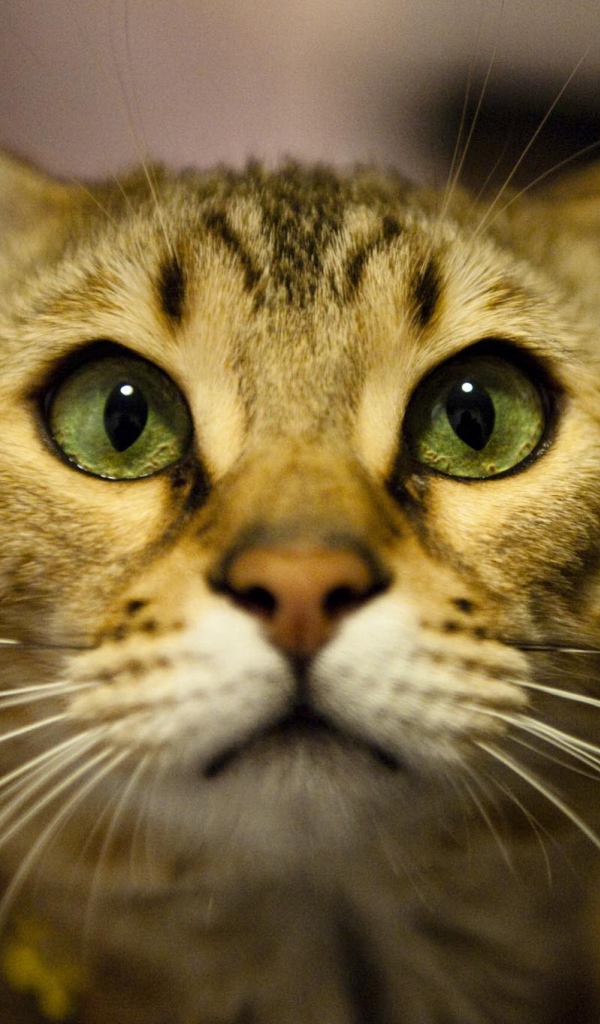 Бенгальский кот крупным планом