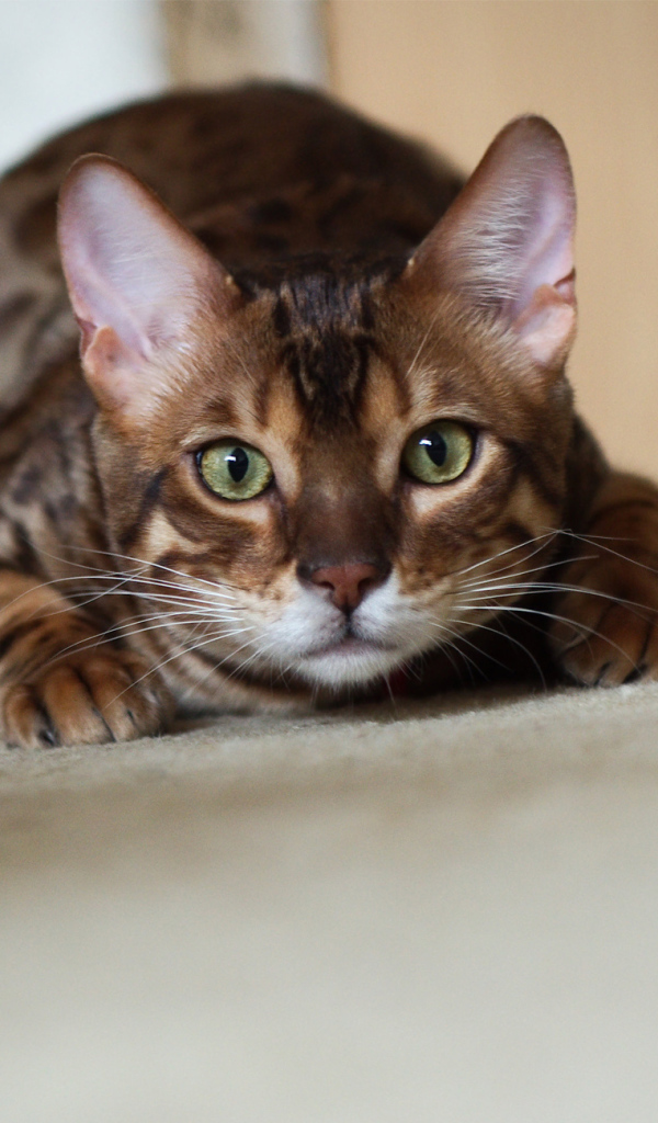 Бенгальский кот охотится