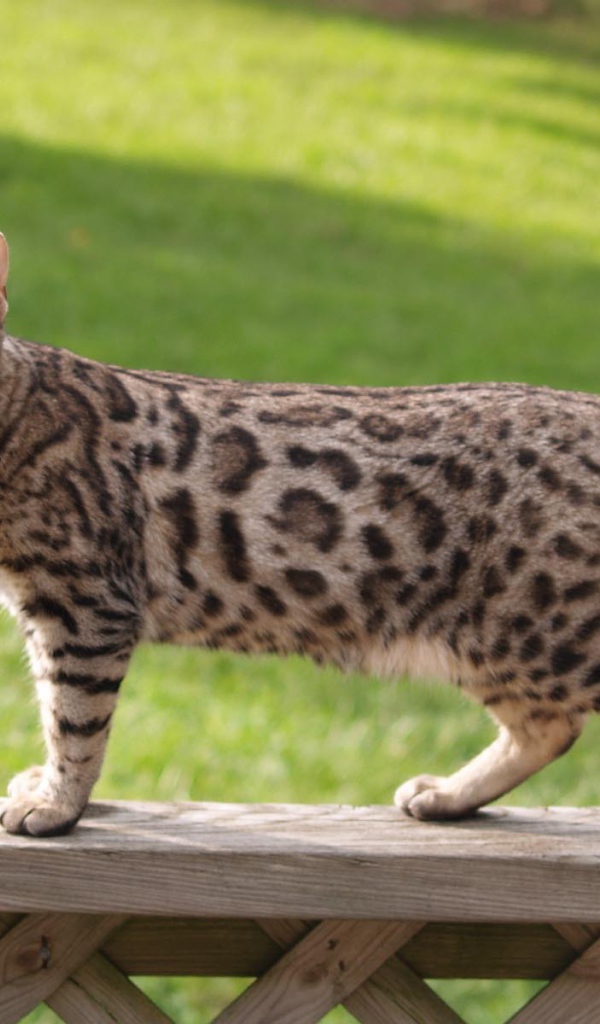 Бенгальский кот на заборе