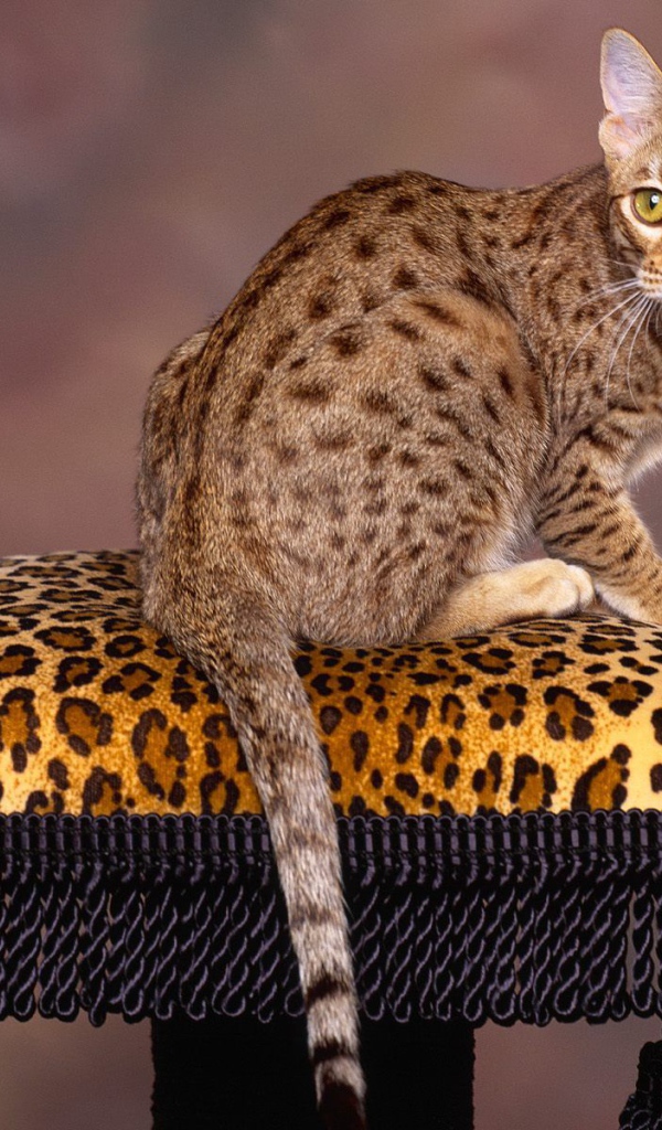 Бенгальский кот позирует