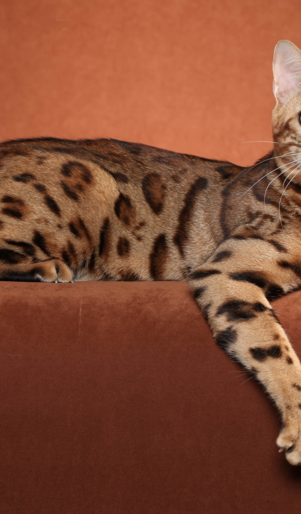 Бенгальский кот позирует на коричневом фоне