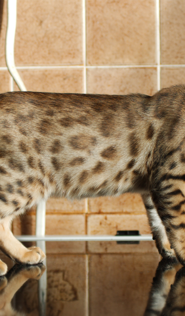 Бенгальский кот задумался