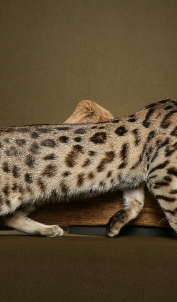 Бенгальский кот к чему-то крадётся