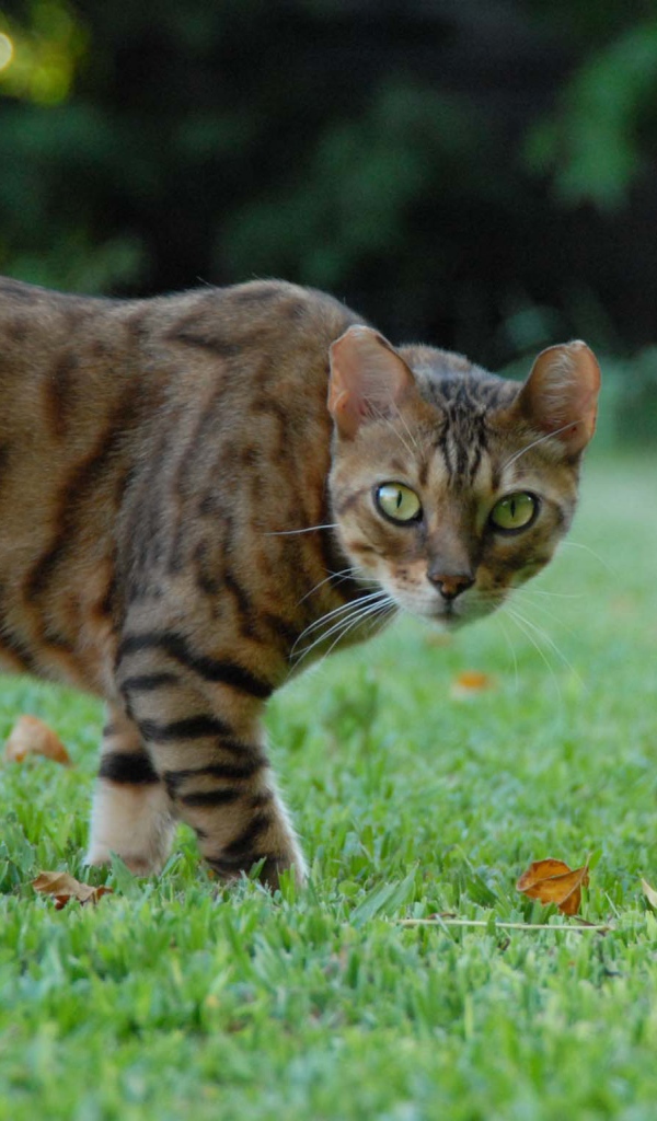 Бенгальский кот с диким взглядом