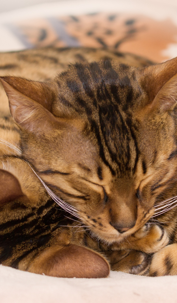 Бенгальские коты обнимаются