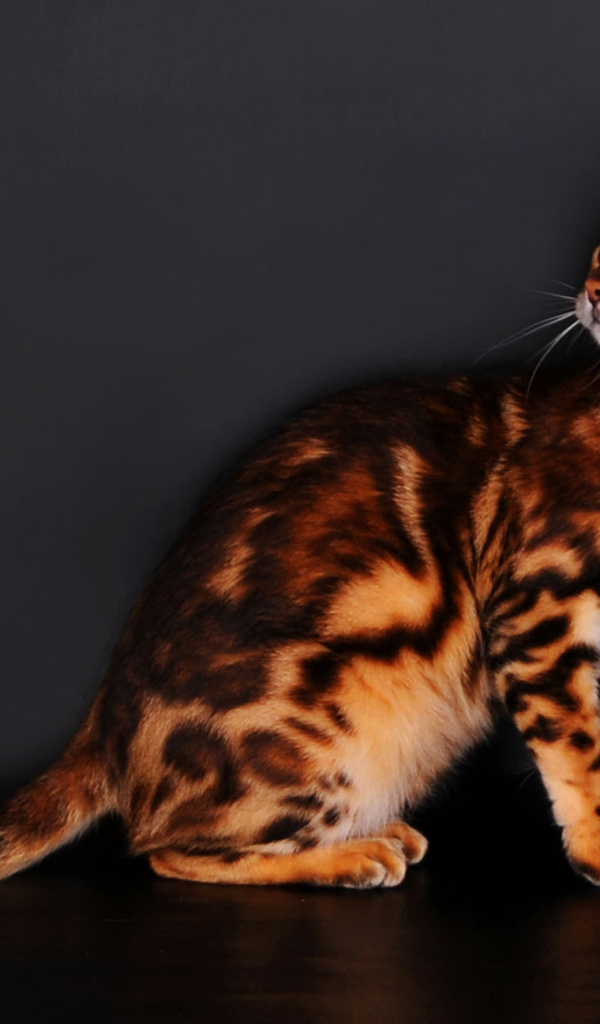 Бенгальские коты на сером фоне