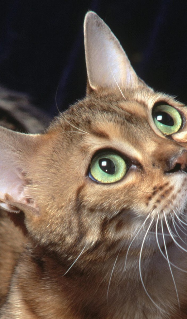 Бенгальский зеленоглазый кот что-то увидел