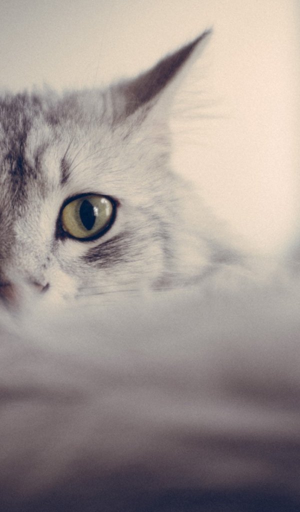 Большие глаза серого кота