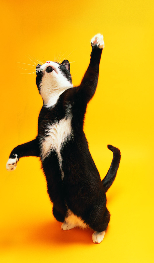 Чёрно-белый кот танцует