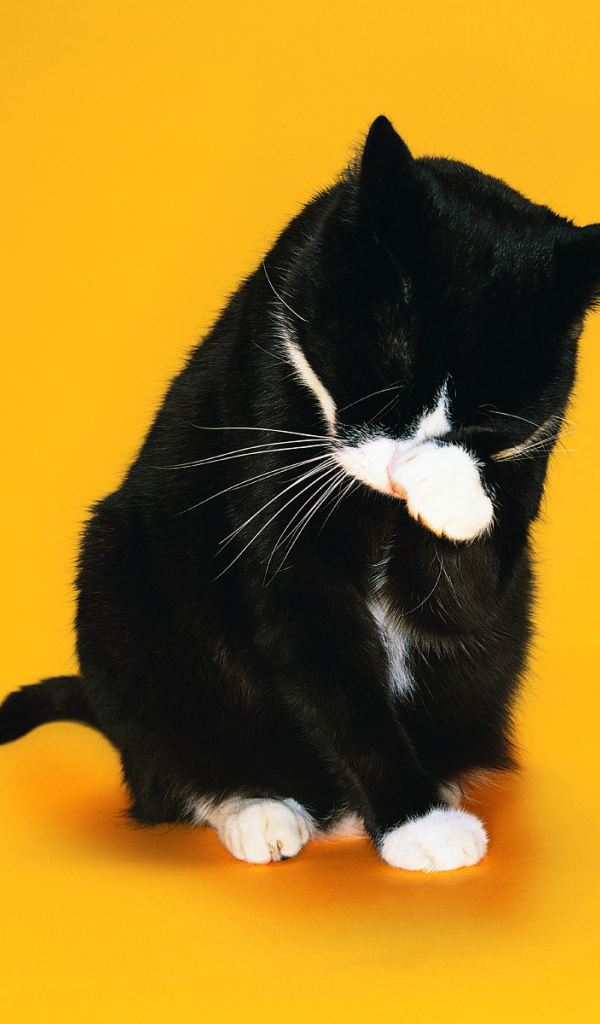 Чёрно-белый кот стыдится