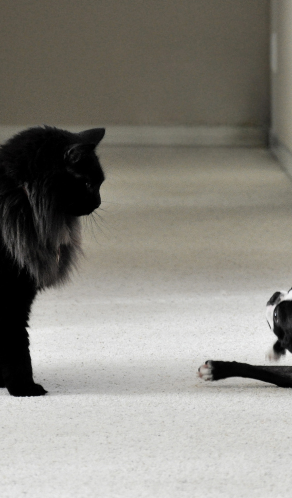 Чёрный кот мейн-кун и собака