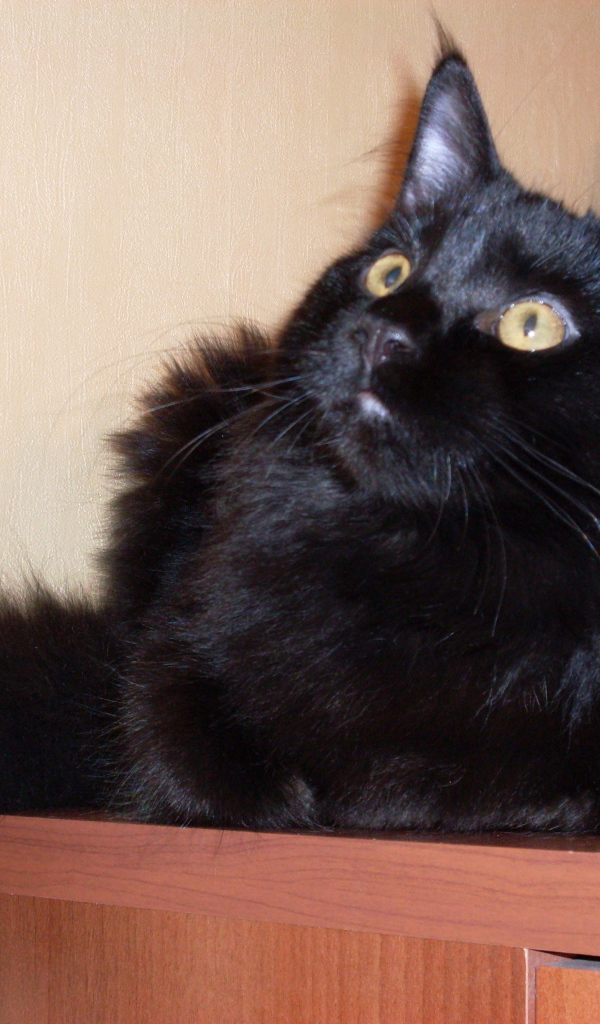 Чёрный кот мейн-кун кого-то увидел