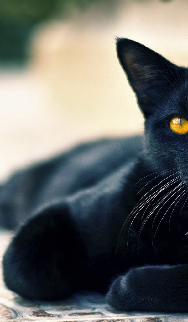 Черный кот пантера