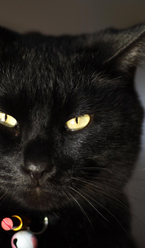 Чёрный кот чем-то недоволен