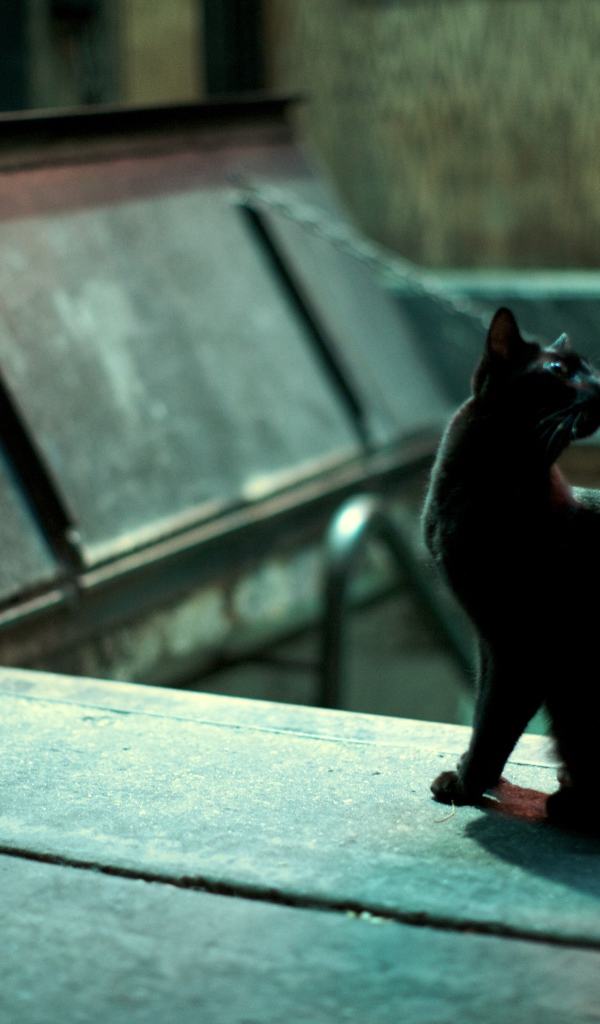 Чёрный кот кого-то увидел