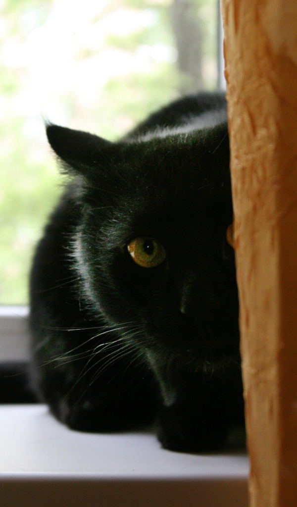 Чёрный кот думает, что его не видно