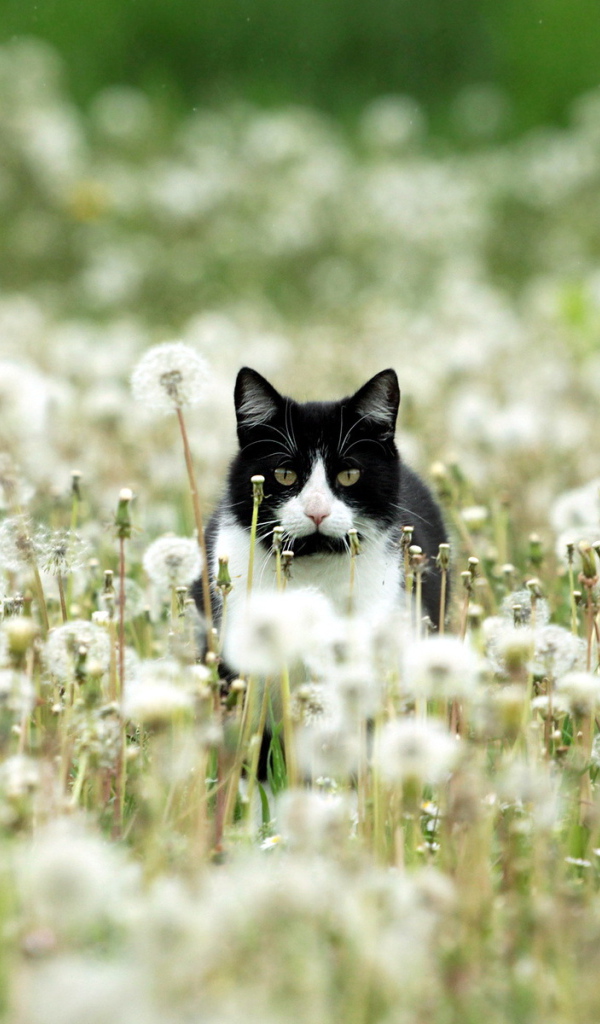Чёрно-белый кот в одуванчиках