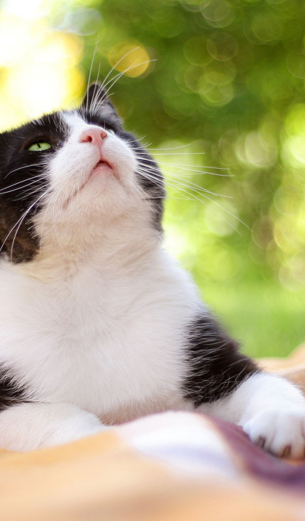 Чёрно-белый кот на природе