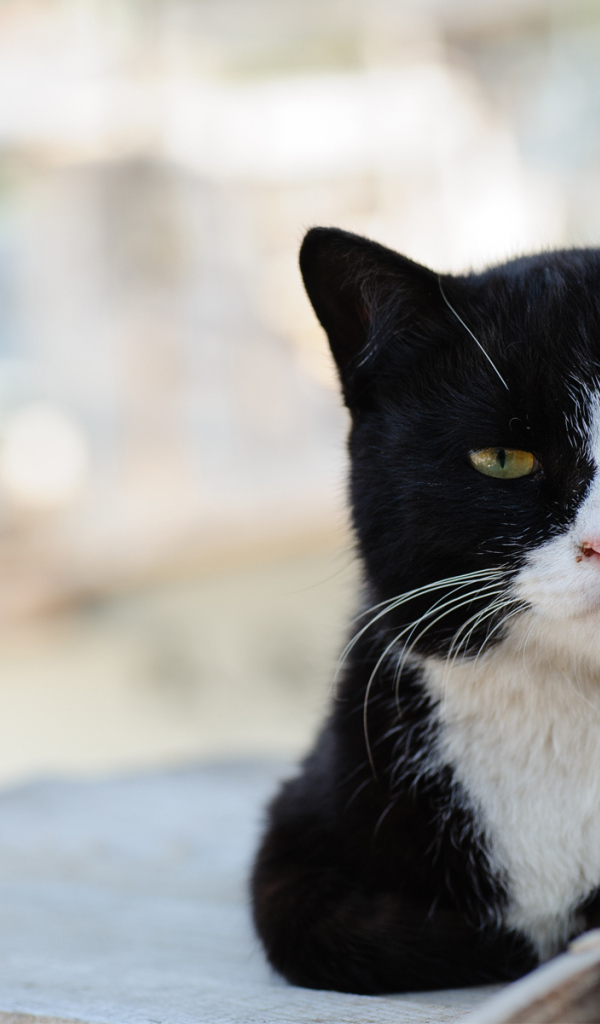Черно-белый кот с зелёными глазами