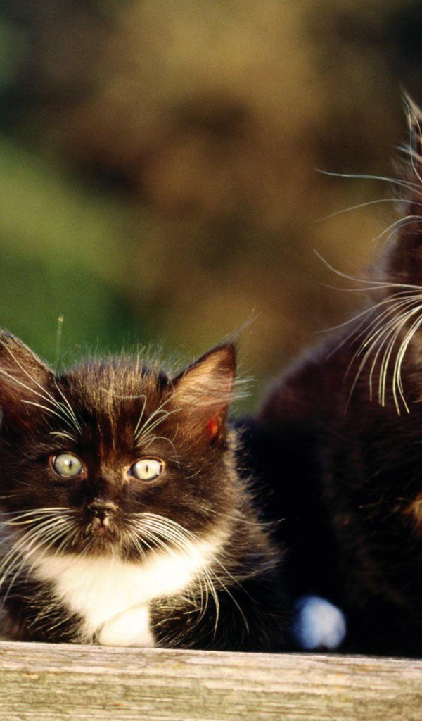 Чёрно-белые пушистые братья коты